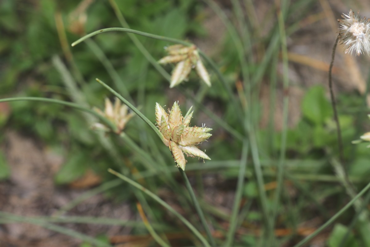 Cyperus arenarius Retz.